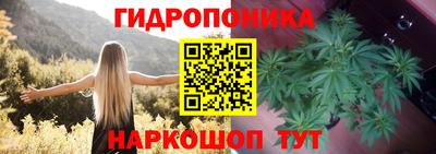 крисы Кулебаки